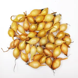 Цибуля Amfora