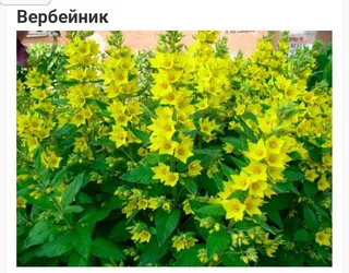 Вербейник/садж/