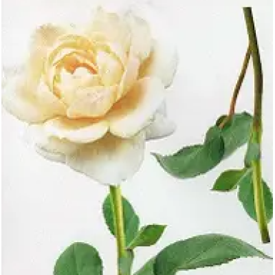 10 Біла Троянда біла наклейка Декупаж